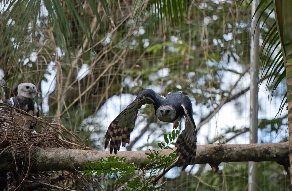 Duas harpias, uma à esquerda sentada no ninho e outra à direta acabando de começar a voar, aves da Mata Atlântica