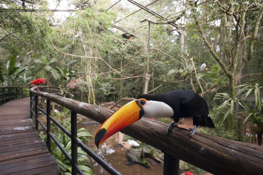 Tucano no Parque das Aves