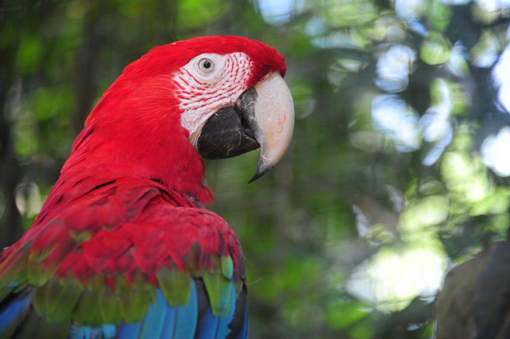 Arara do Parque das Aves, em Foz do Iguaçu