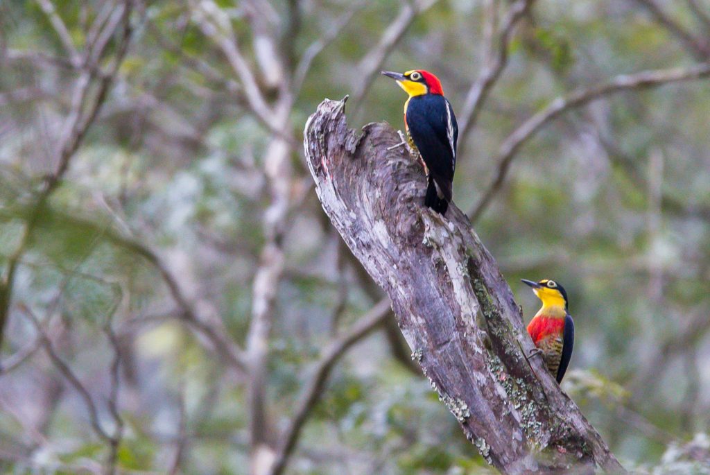 Duas pica-paus com plumagem colorida, incluindo amarelo, vermelho e preto, pousados ​​em um tronco de árvore em meio a uma floresta.