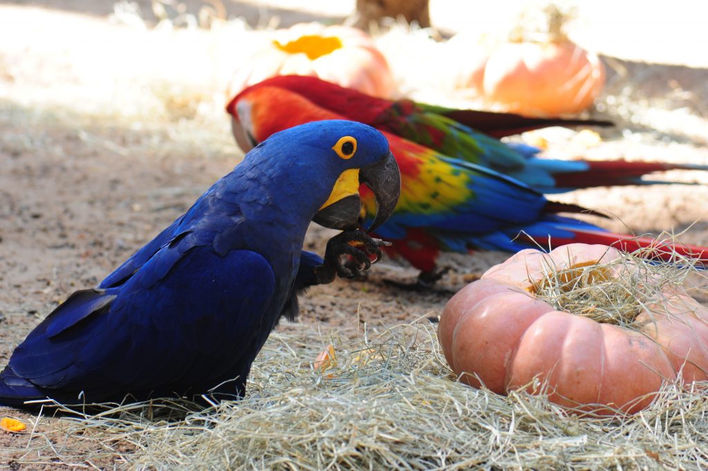 Arara-azul comendo um alimento próximo a uma abóbora em enriquecimento ambiental de dia das bruxas