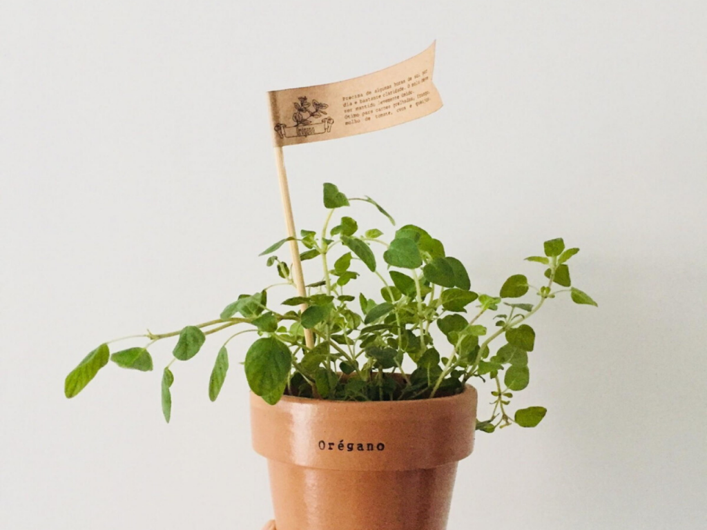 Vaso com orégano plantado 