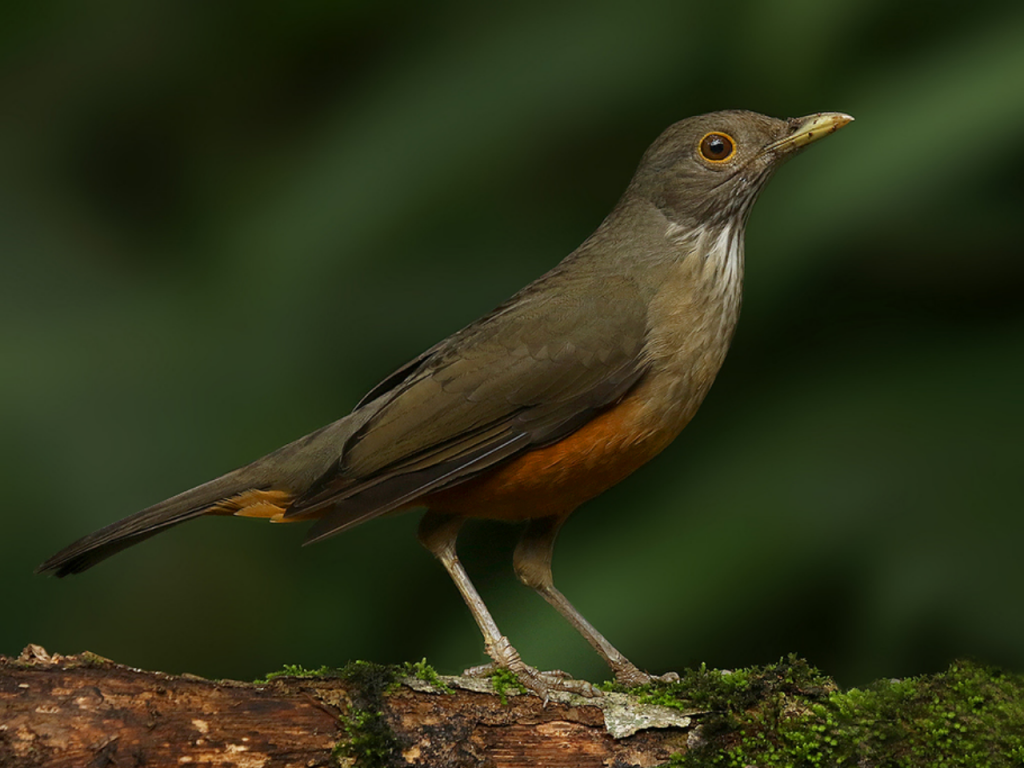 Sabiá-laranjeira pousado em uma superfície de madeira