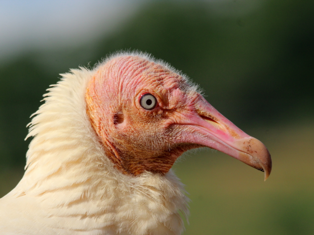 Foto de perfil de um urubu-de-cabeça-preta