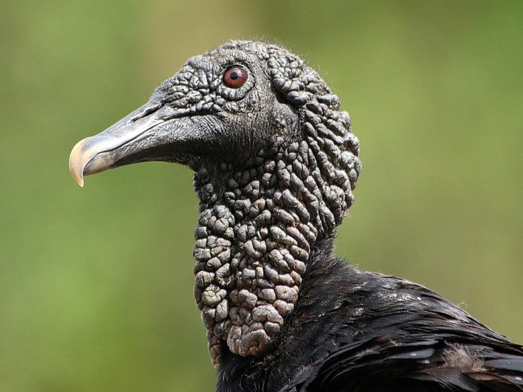 Foto de perfil de um urubu-de-cabeça-preta