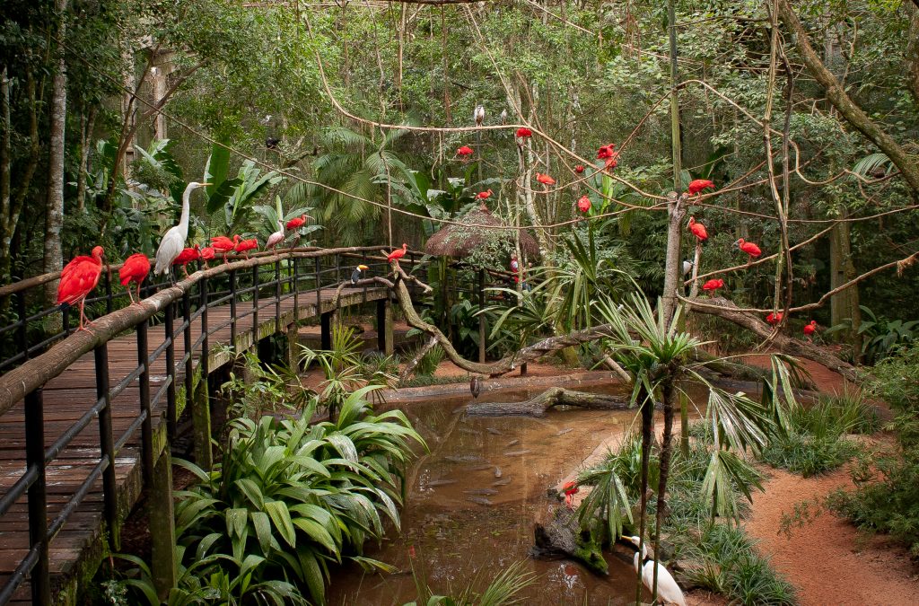Aves dentro do recinto no Parque das Aves junto com uma grande vegetação 