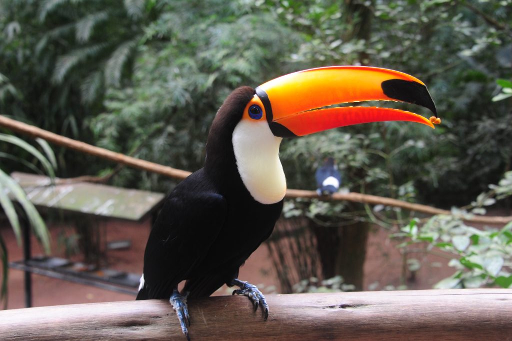 Tucano no Parque das Aves, em Foz do Iguaçu