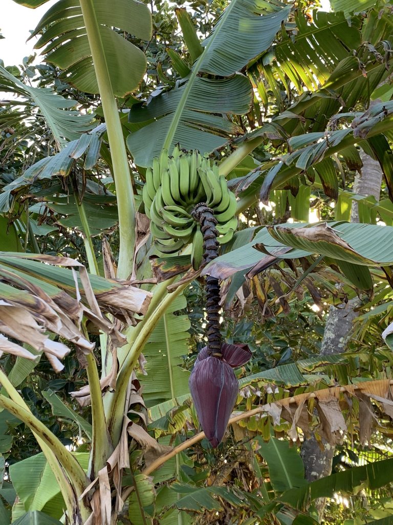 A imagem mostra uma bananeira com um cacho de bananas verdes ainda em desenvolvimento. Abaixo do cacho de bananas, há uma flor de bananeira pendente, de cor roxa, também conhecida como coração da banana ou mangará. A bananeira está em um ambiente ao ar livre, cercada por outras folhas de bananeiras e vegetação tropical. As folhas da bananeira têm bordas um pouco rasgadas, o que é comum em ambientes naturais devido ao vento e outros fatores.