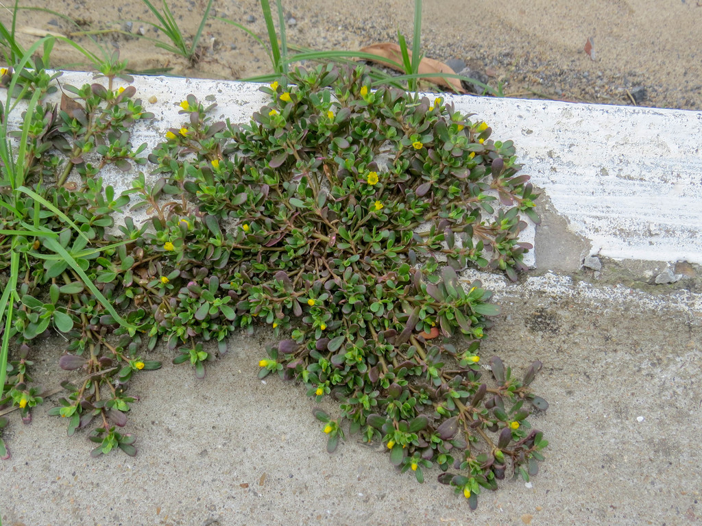 beldroega-é-uma-das-PANCs-mais-comuns