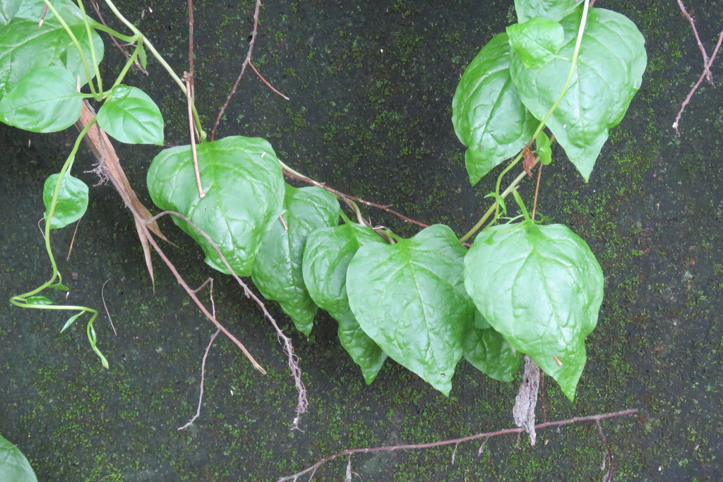 bertalha-é-uma-das-PANCs-mais-comuns
A imagem mostra uma planta chamada bertalha. Essa planta possui folhas verdes brilhantes em formato de coração. As folhas estão crescendo em um muro ou superfície escura, coberta por musgo. Os caules da planta são finos e as folhas parecem ser de uma planta saudável, com um tom verde vibrante. A textura das folhas é lisa e um pouco enrugada.