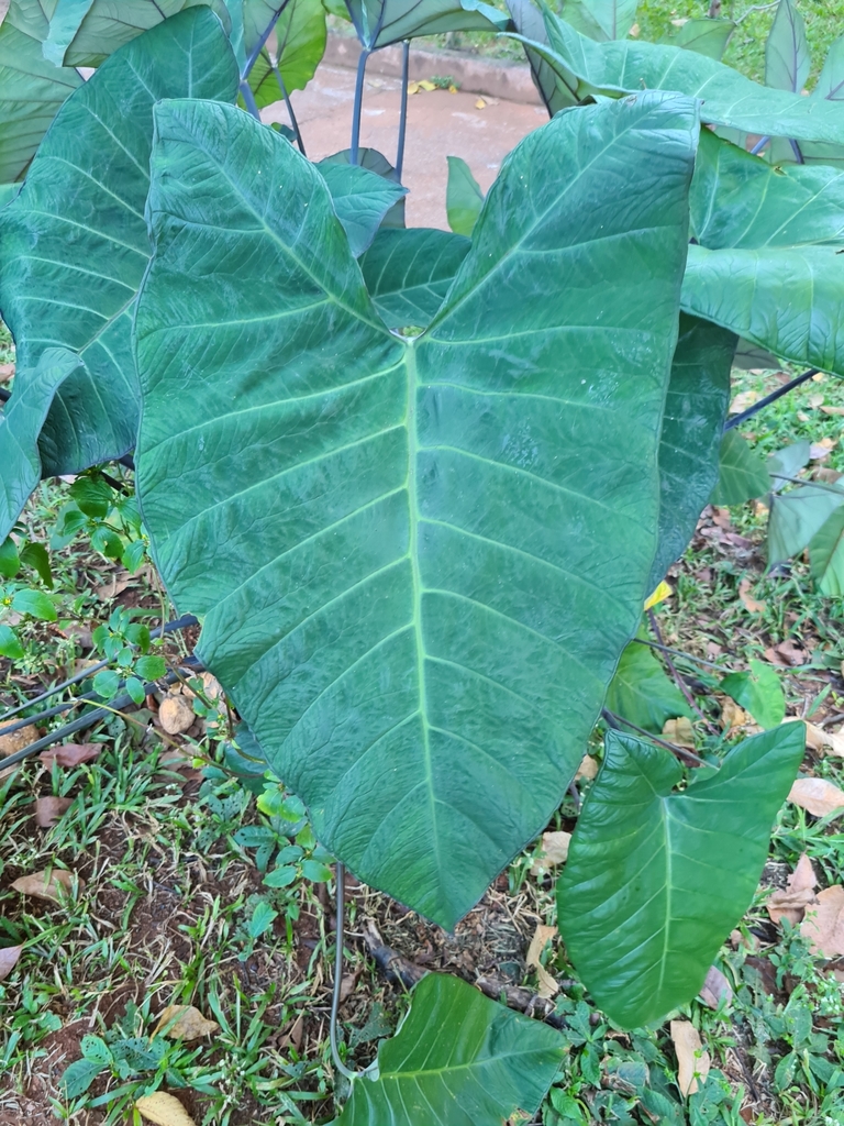 A imagem mostra uma folha grande e verde em formato de coração, provavelmente de uma planta chamada taioba, cujo nome científico é Xanthosoma sagittifolium. A folha tem nervuras bem definidas e está em um ambiente externo com outras plantas ao redor, sobre um solo coberto por grama e folhas caídas.