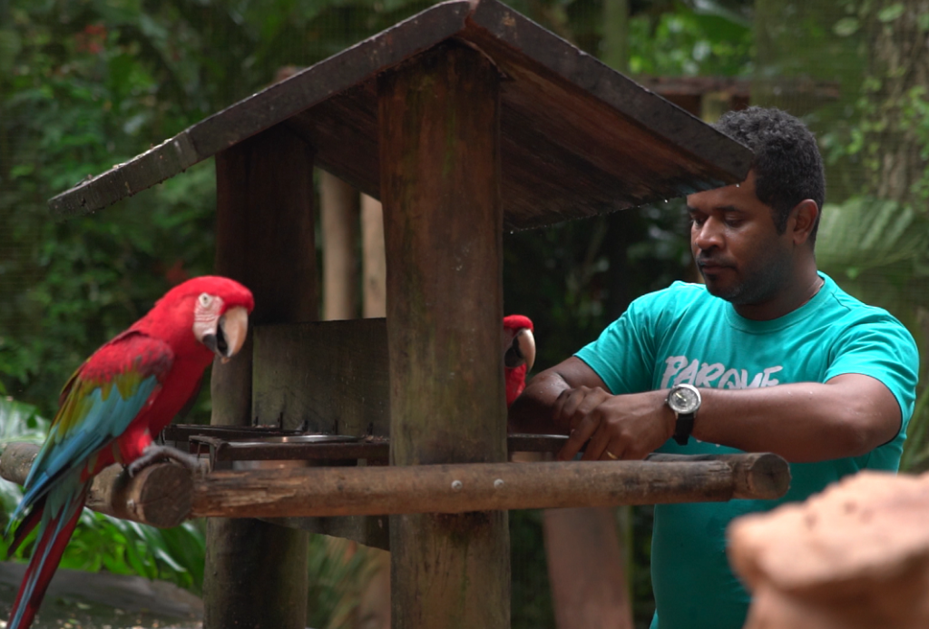 Tratador de aves colocando comida