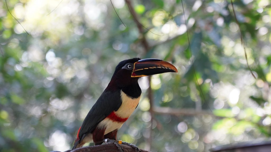 Flora da Mata Atlântica: 7 espécies que você precisa conhecer