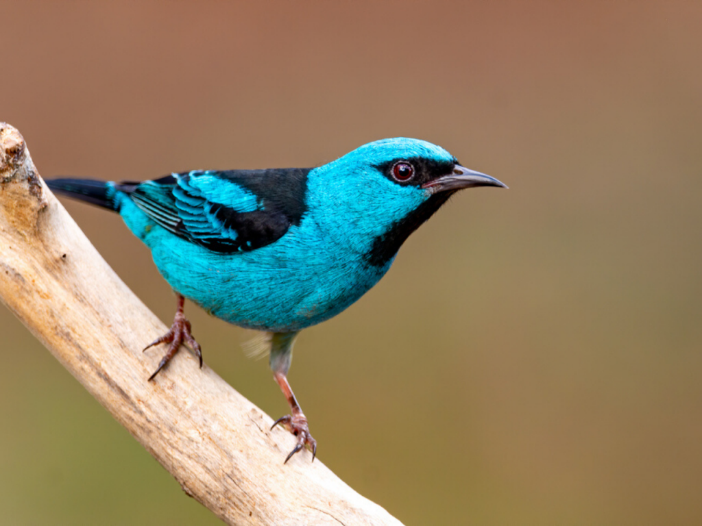 ave de penas azul e olhos vermelhos