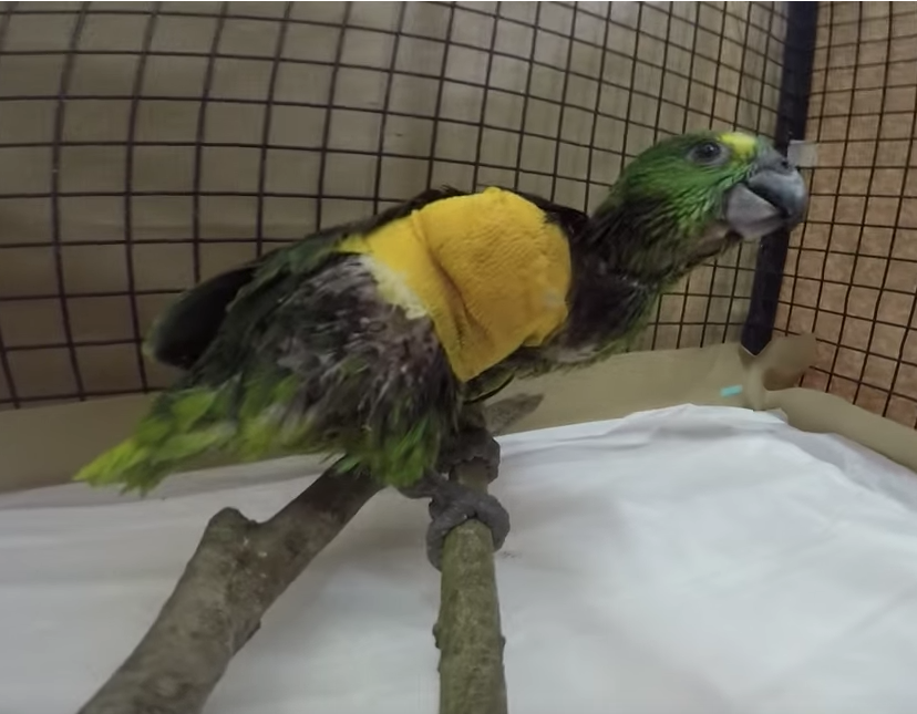 Papagaio-verdadeiro (Amazona aestiva) filhote.