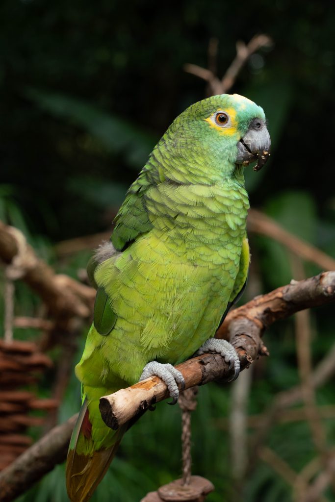 Papagaio-verdadeiro (Amazona aestiva) adulto, já vivendo livre no Parque das Aves.