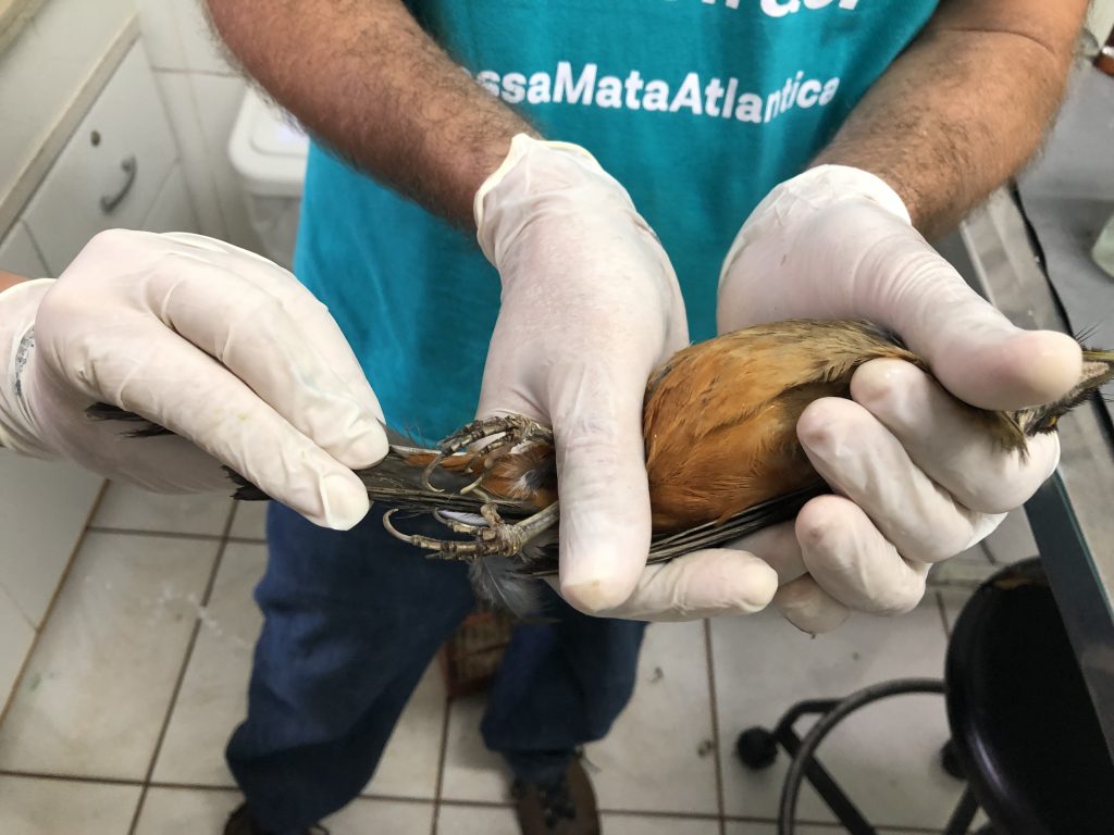 Sabiá-laranjeira (Turdus rufiventris) resgatado em atendimento no Parque das Aves.