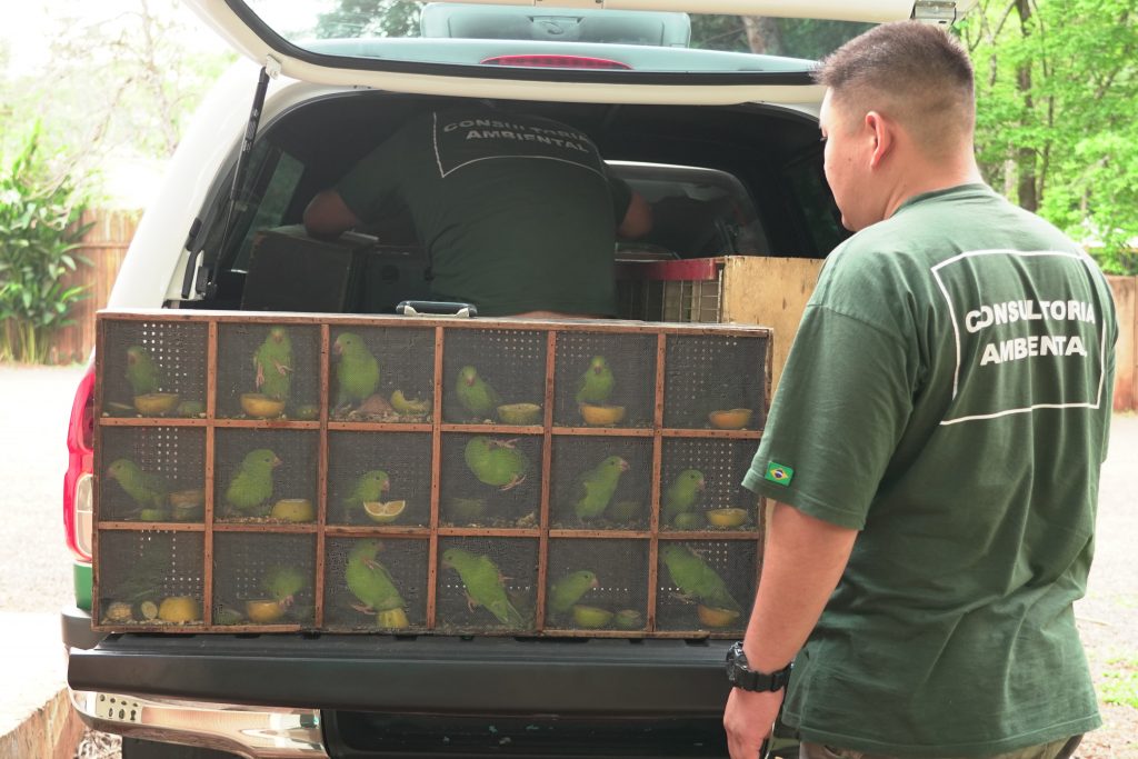 Periquitos chegam ao Parque das Aves.