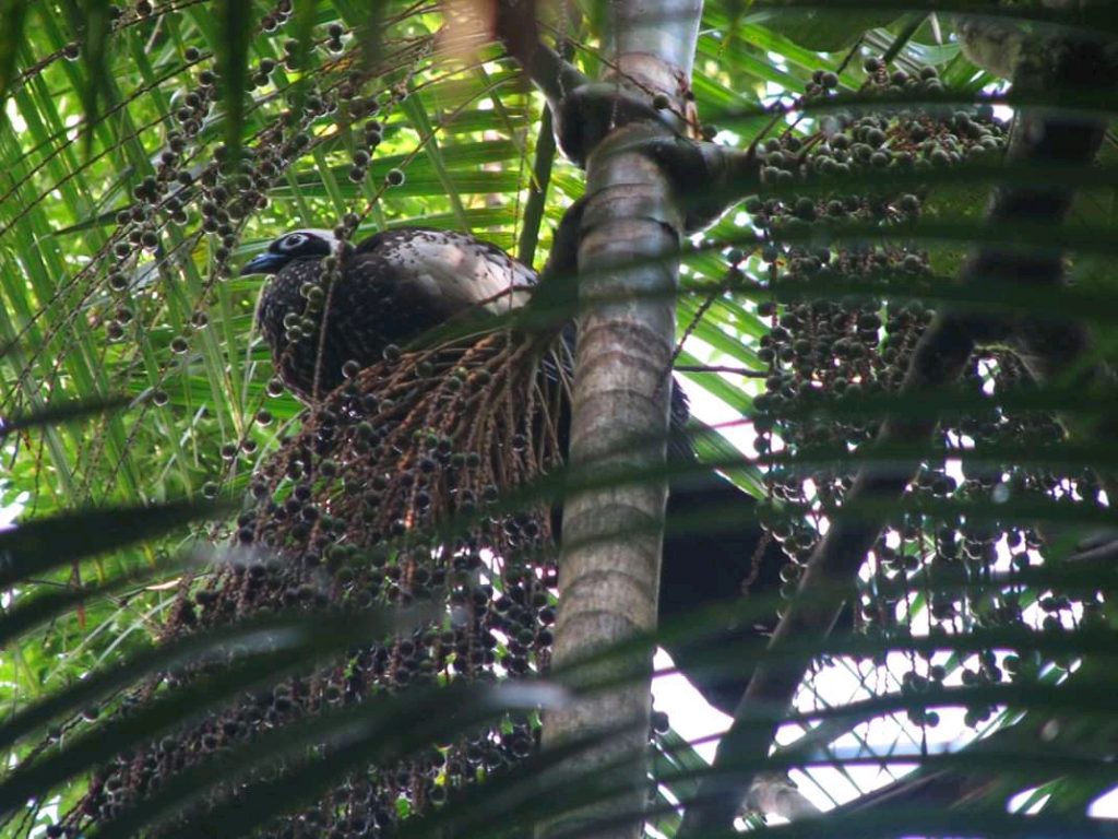 Jacutinga empoleirada em um Palmito-juçara