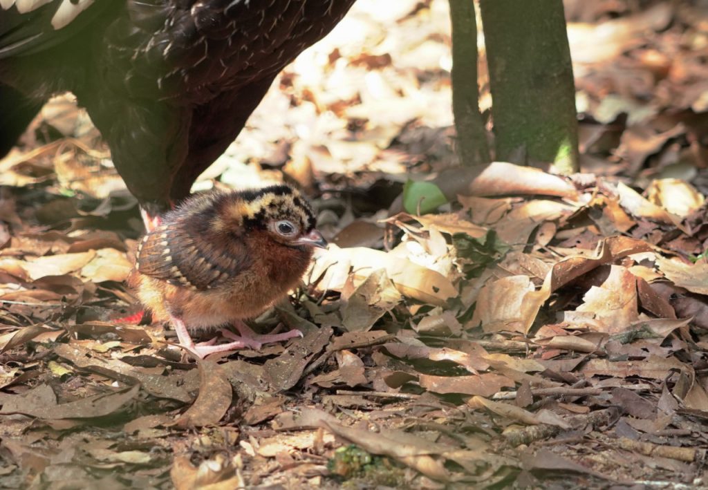 Mesmo quando um ovo recebe cuidados na Sala de Filhotes, o ideal é que, na hora de nascer, o filhote esteja no recinto com os pais. Assim, ele irá aprender os comportamentos naturais da espécie. Foto: Equipe do Parque das Aves.