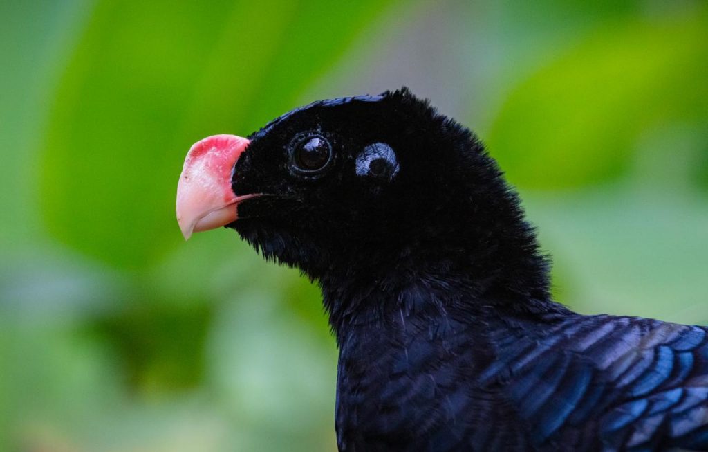 Mutum-de-alagoas, espécie de ave ameaçada de extinção que reproduzimos no Parque das Aves. Foto: Alberto Fonseca.
