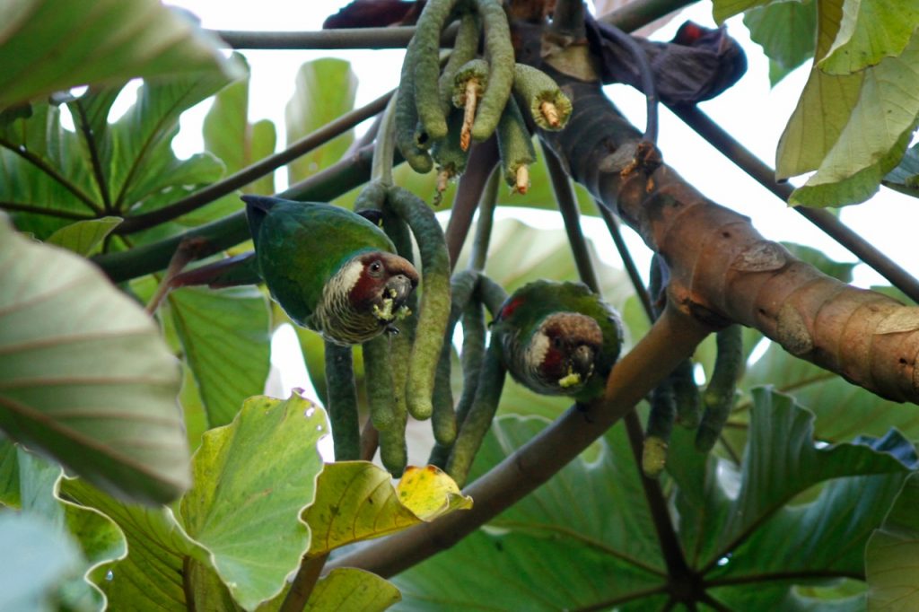 periquitos-comendo-frutos-da-embaúba-no-viveiro-cecropia