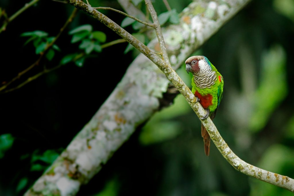Um periquito-cara-suja pousado em um galho de árvore, com sua plumagem verde e vermelha contrastando com o fundo esverdeado da floresta.