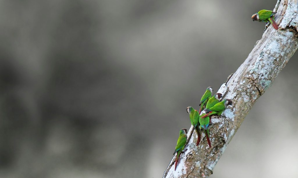 Grupo de periquitos-de-cara-suja pousados em um tronco inclinado, com plumagem verde e detalhes vermelhos na cabeça e cauda.