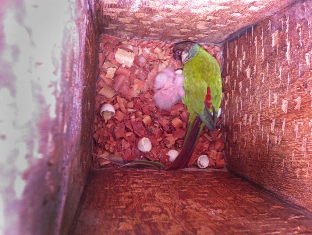 A retirada de ovos, filhotes e adultos da natureza deixa ninhos abandonados, filhotes órfãos e adultos vulneráveis, além de levar à extinção das espécies. Recuse a compra ou posse de aves ilegais! Foto: Projeto Periquito-Cara-Suja.