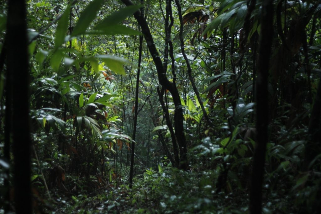 Flora da Mata Atlântica: 7 espécies que você precisa conhecer