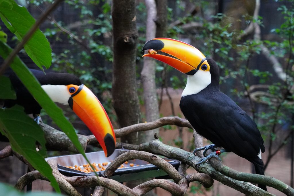 O Viveiro Cecropia é uma das novidades do Parque das Aves