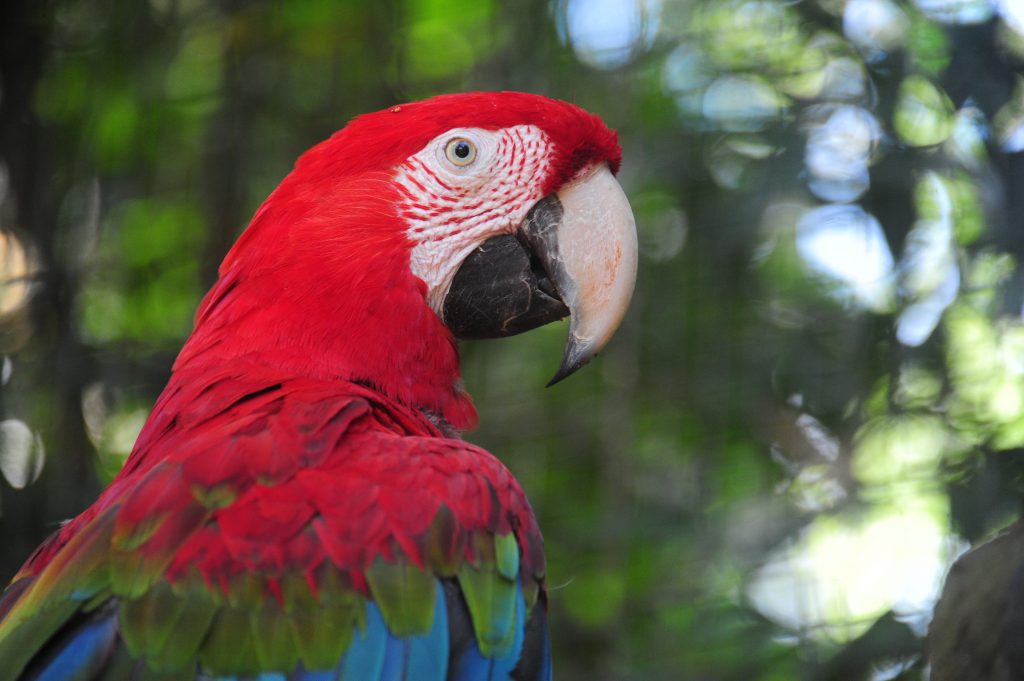 Arara no Viveiro das Araras, no Parque das Aves