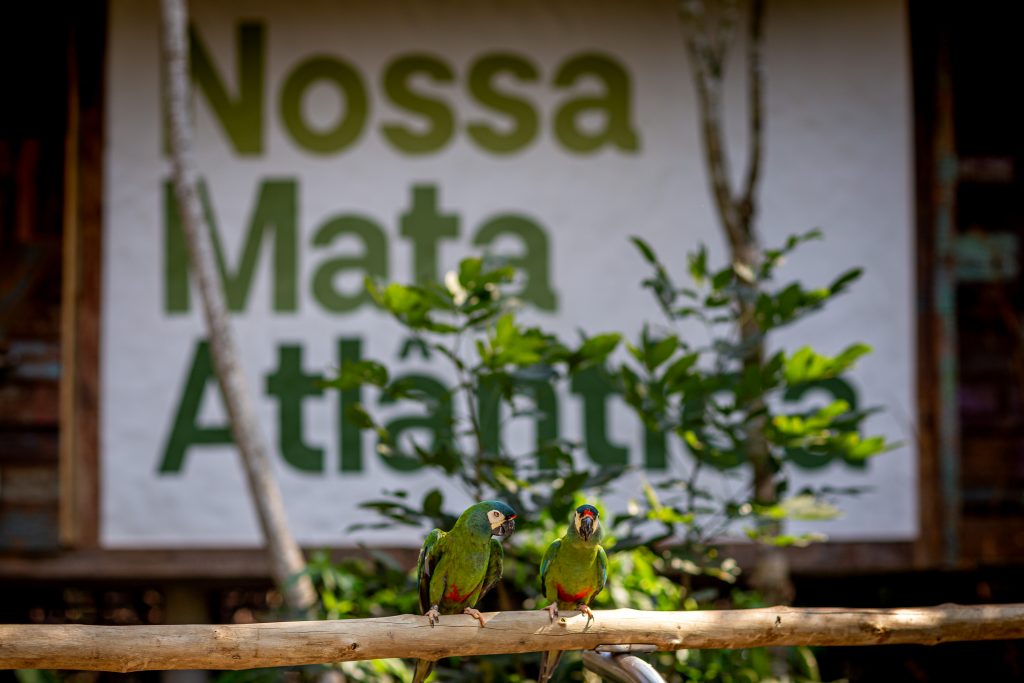 dois periquitos no Viveiro Cecropia