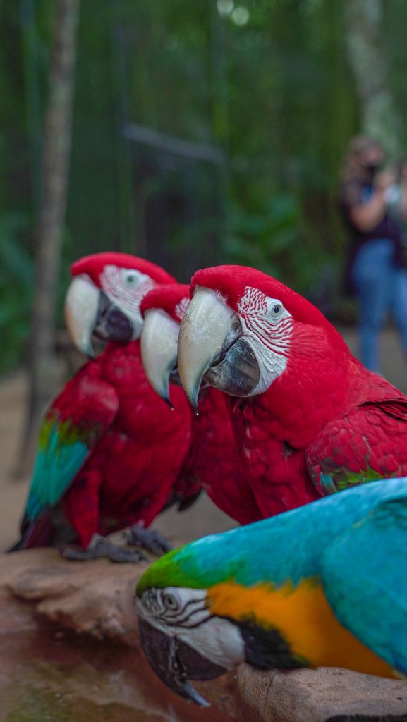 Três araras-vermelhas lado a lado no primeiro plano, com uma arara-canindé parcialmente visível à frente. Ao fundo, uma pessoa observa as aves em meio à vegetação.
