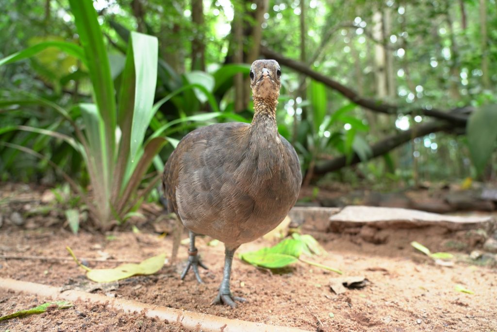 Macuco de plumagem marrom e pescoço alongado observando a câmera, com folhas verdes ao fundo e solo úmido da Mata Atlântica ao redor.