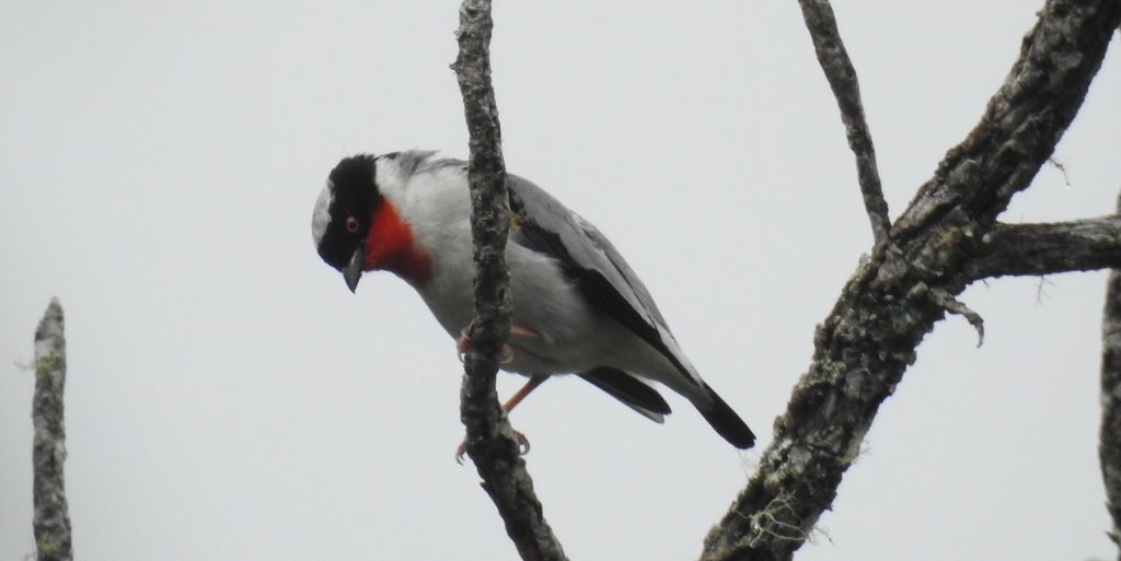 saíra-apunhalada-ave-rara-da-Mata Atlântica