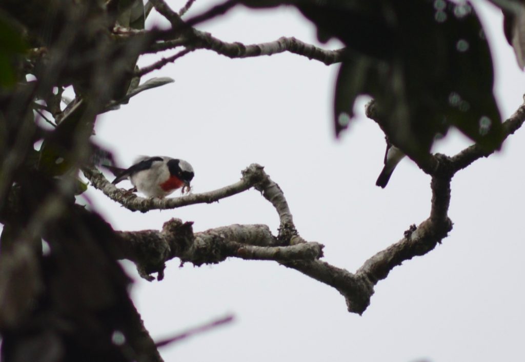 saíra-apunhalada em um galho retorcido na Mata Atlântica, com plumagem preta e branca e um destaque vermelho na garganta. O fundo nublado cria um contraste suave com os tons naturais da floresta.