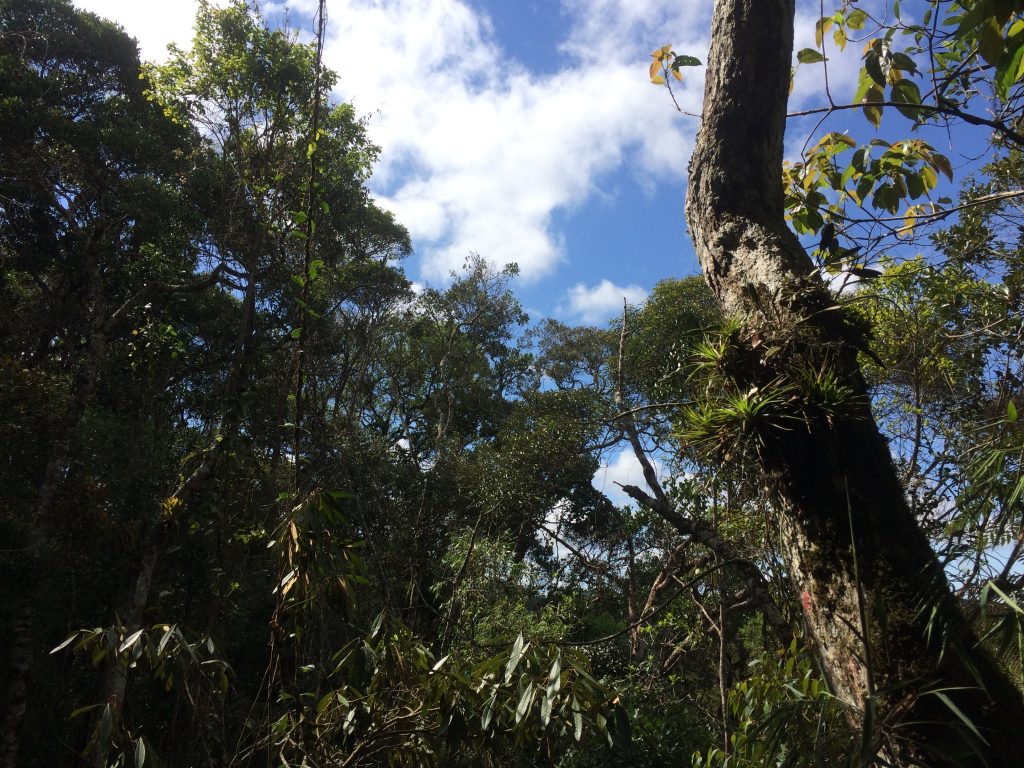 Vista da Mata Atlântica com árvores altas e densas, arbustos cobertos por epífitas e um céu azul com nuvens brancas ao fundo. A luz do sol atravessa a copa das árvores, destacando diferentes tons de verde.