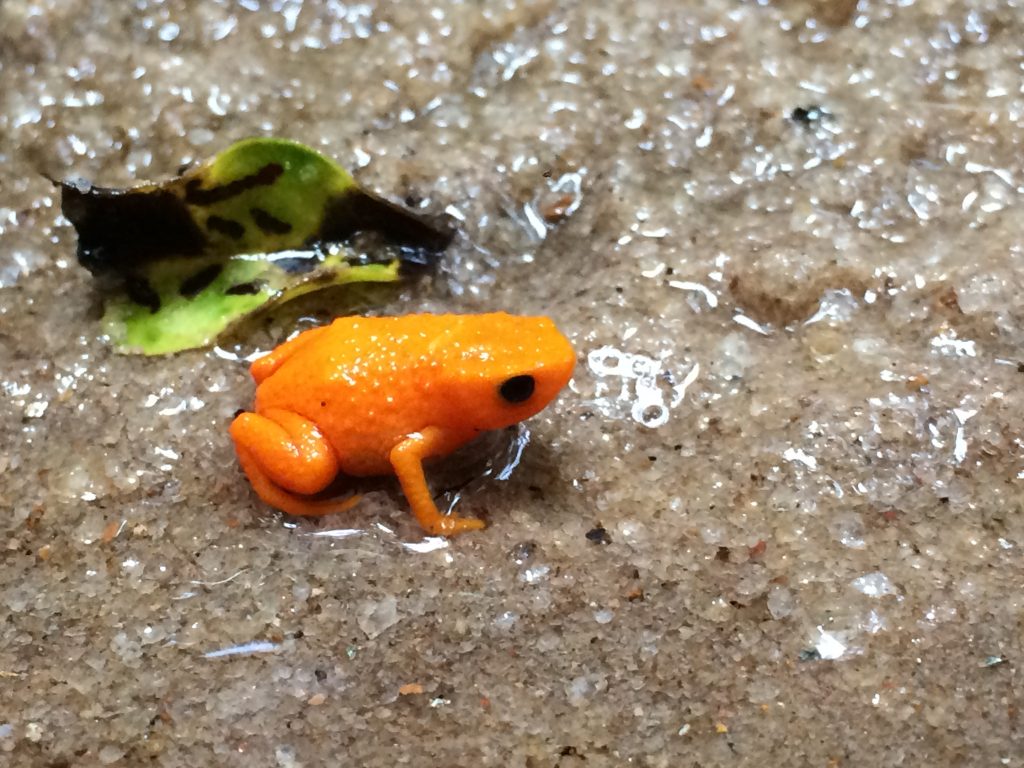 Pequeno sapo de cor vibrante laranja sobre solo úmido da Mata Atlântica, próximo a uma folha verde e preta. Sua pele brilhante e olhos escuros contrastam com o ambiente ao redor.