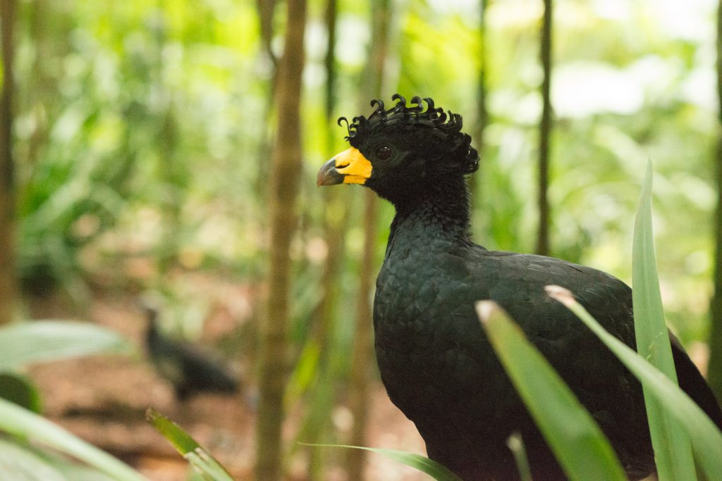 Mutum macho de crista encaracolada entre o vegetação da Mata Atlântica, com plumagem preta brilhante e bico amarelo contrastante.