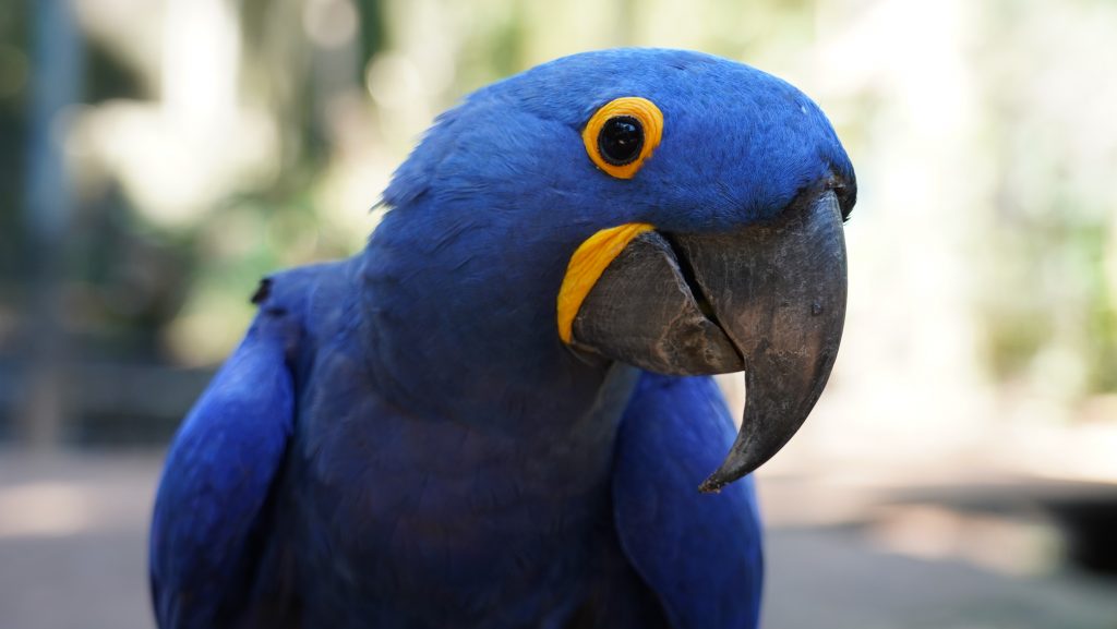 Uma arara-azul em destaque, com sua plumagem vibrante e olhar expressivo. Seu bico curvado e suas penas de um azul intenso contrastam com os detalhes amarelos ao redor dos olhos e na base do bico. O fundo está levemente desfocado, proporcionando um ambiente natural.