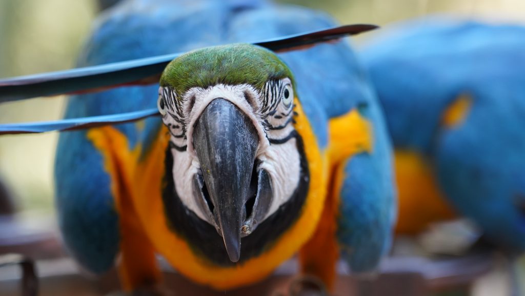 Close-up de uma arara-canindé olhando diretamente para a câmera, destacando seus núcleos vibrantes em azul, amarelo e verde, com detalhes marcantes no bico e ao redor dos olhos.