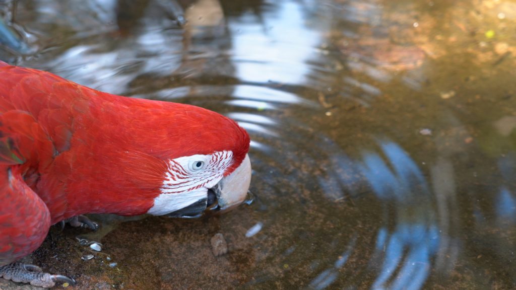  Arara-vermelha inclinada bebendo água de um pequeno lago, com reflexos da luz na superfície da água.