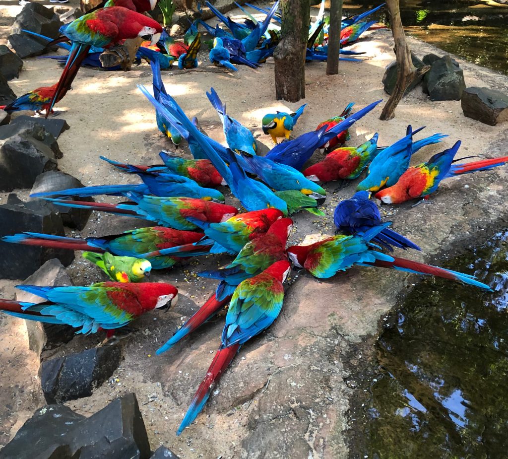 Grupo de araras vermelhas, azuis e amarelas reunidas no chão, se alimentando em um ambiente natural com pedras e árvores ao redor.