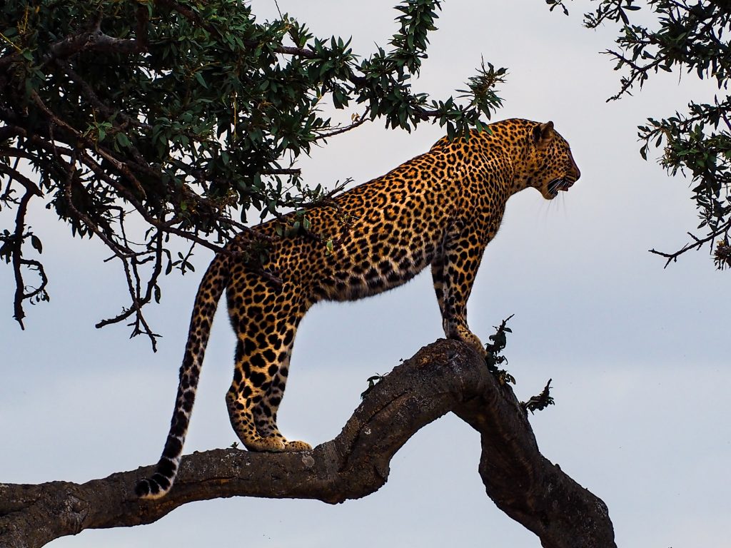 Um leopardo de pelagem dourada com manchas escuras está equilibrado sobre um galho grosso e curvado de uma árvore, observando a paisagem ao fundo. O céu está nublado e ramos de aparência aparecem ao redor da cena.