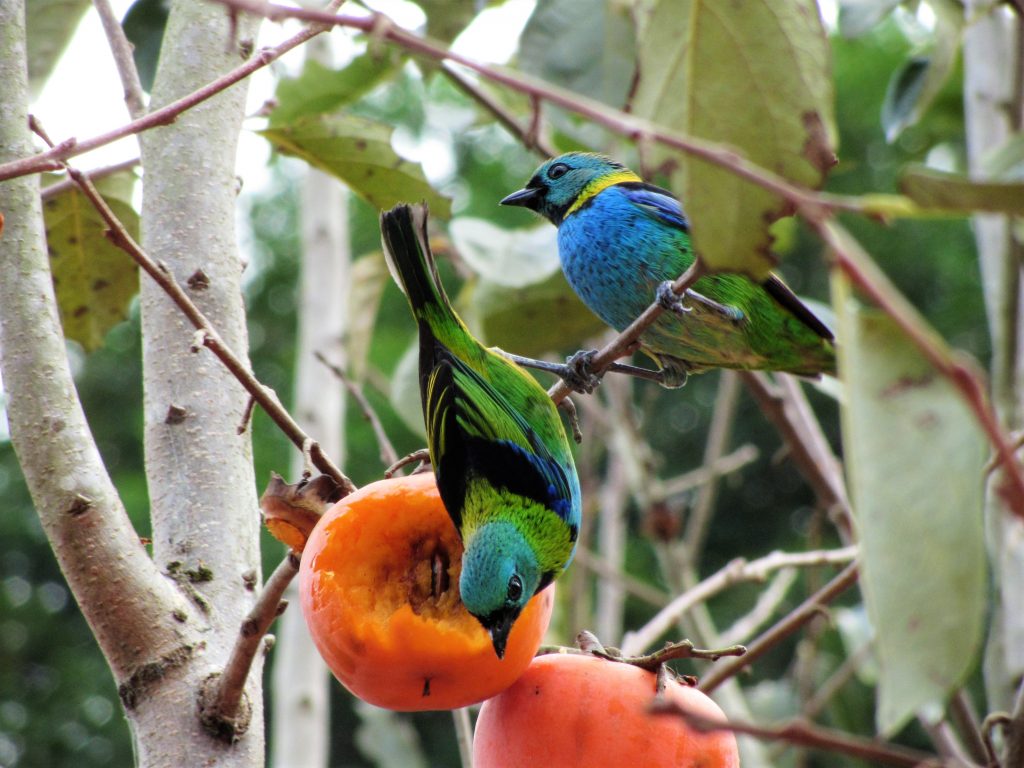 Duas saídas de sete núcleos pousados ​​em galhos finos, um deles se alimentando de um caqui maduro e outro observando ao fundo. A cena acontece entre folhas e arbustos em meio à vegetação.
