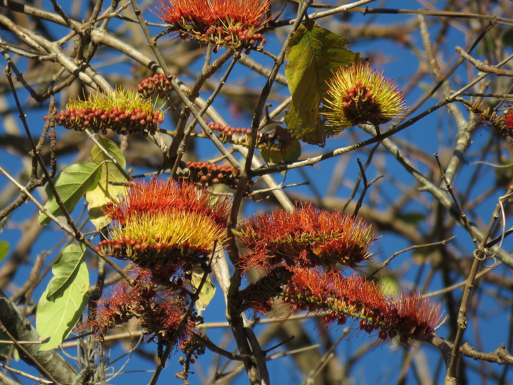 flor-de-fogo-uma-das-plantas-que-atraem-borboletas