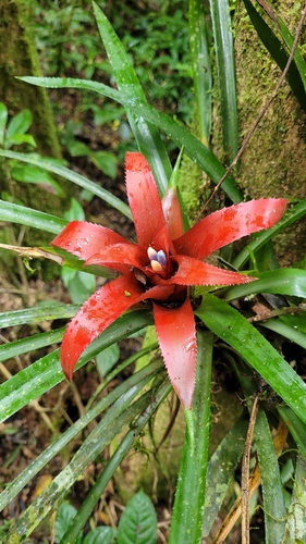 gravatá-uma-das-plantas-que-atraem-borboletas