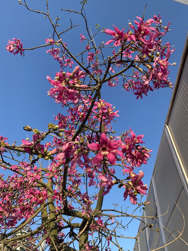 paineira-rosa-uma-das-plantas-que-atraem-borboletas