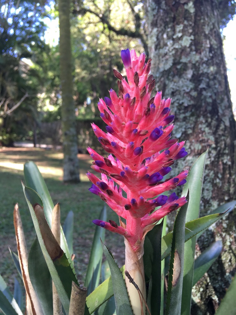 caraguatá-uma-das-plantas-que-atraem-borboletas